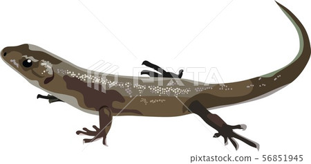 Lizard Reptile Animal Lizard Reptile Animal 56851945