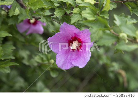 Nara Flower Rose of Sharon 56852416