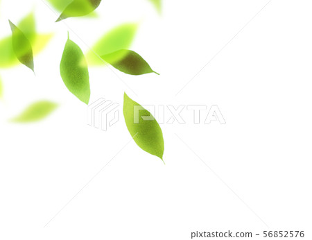 Felt leaf texture 56852576