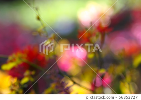 Colorful flower field background Colorful flower field background 56852727