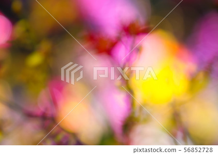 Colorful flower background Colorful flower background 56852728