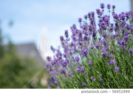 Macro shot of a lavender plant in Brussels, 56852899