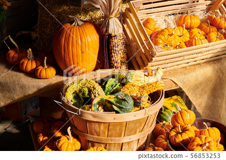 Fresh pumpkins on farm market still life 56853253