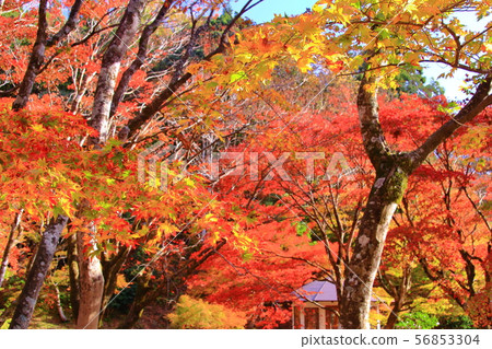 Kojishiji（原Iifukuji）的秋葉（滋賀縣長濱市） 56853304