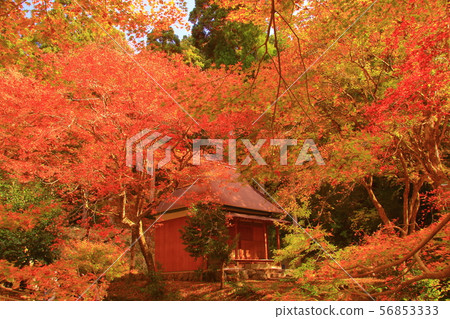 Kojishiji(原Iifukuji)的秋葉(滋賀縣長濱市) Kojishiji(原Iifukuji)的秋葉(滋賀縣長濱市) 56853333