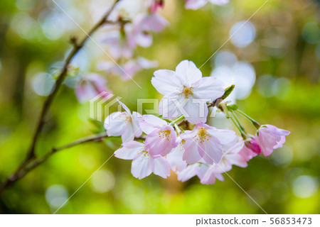 Whisper of small cherry blossoms Whisper of small cherry blossoms 56853473