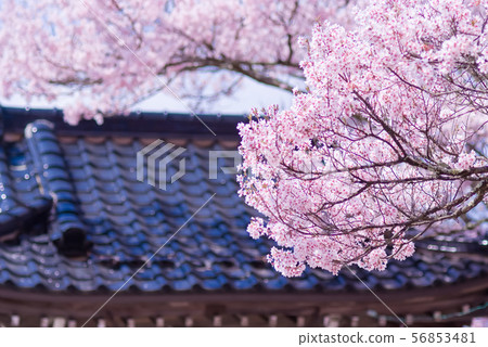 鐘樓的Kohiganzakura 56853481