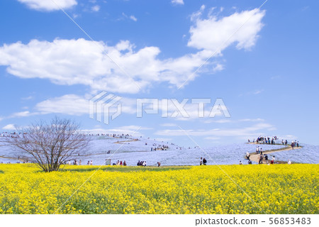Nanohana and Nemophila Hill in Hitachi Seaside Park 56853483