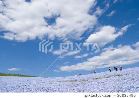 日立海濱公園Nemophila山，白雲和藍色 56853496