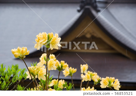 杜鵑花和霍爾 56853521