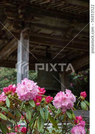 Rhododendron and bell tower Rhododendron and bell tower 56853522