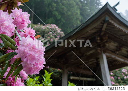 Belgian Hall and Rhododendron Belgian Hall and Rhododendron 56853523