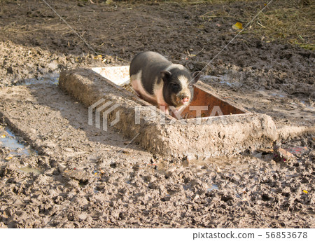 Curious little piglet on a farm Curious little piglet on a farm 56853678