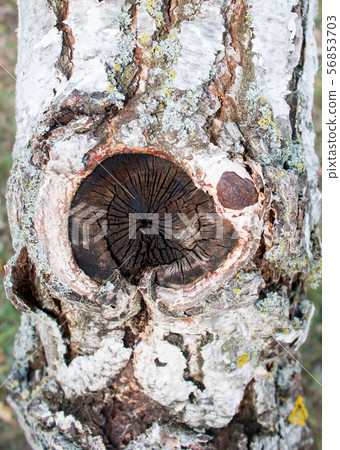 Close up of birch tree with peeling bark 56853703