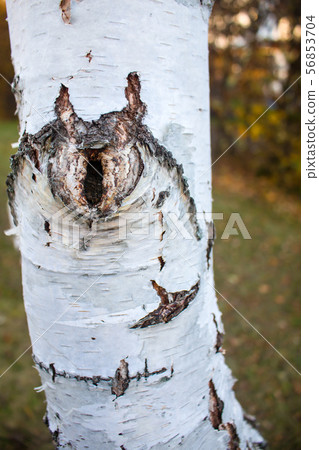 Close up of birch tree with peeling bark 56853704