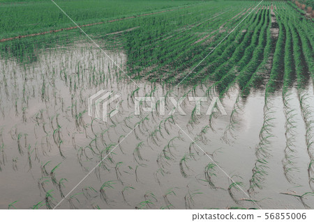 Early summer rice field Early summer rice field 56855006