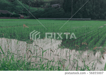 Early summer rice field Early summer rice field 56855007
