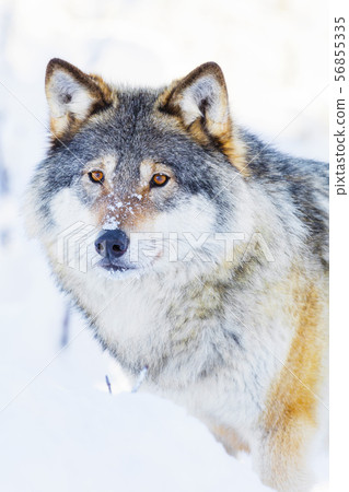 Wolf stands in beautiful winter landscape Wolf stands in beautiful winter landscape 56855335