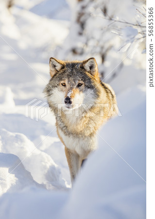 Wolf stands in beautiful winter forest 56855366