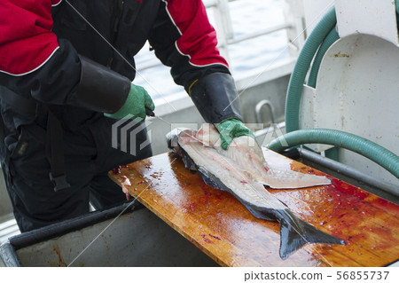 Man cleaning fresh fish at fishing boat Man cleaning fresh fish at fishing boat 56855737