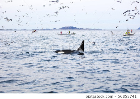 Tourists on whale safari boats in the arctic 56855741
