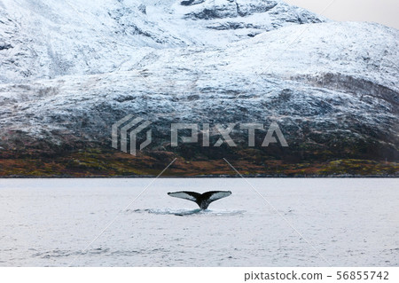 Humpback whale tale fin in the arctic 56855742