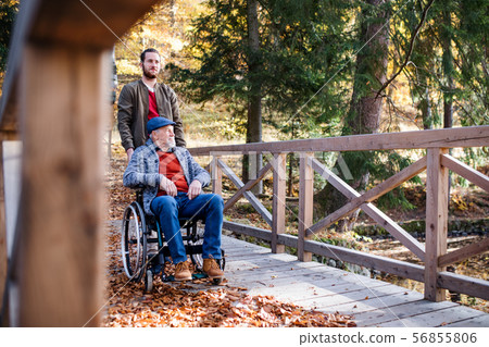 Senior father with wheelchair and his son on walk in nature. 56855806