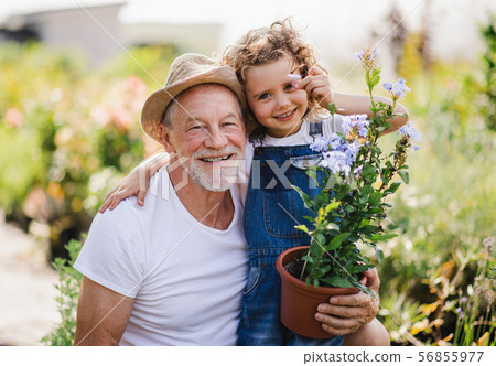 Portrait of small girl with senior grandfather in the backyard garden, standing. 56855977