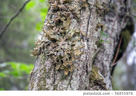 Lobaria pulmonary (lat. Lobaria pulmonaria). 56855978