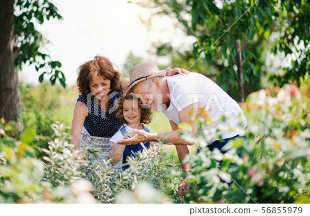 Senior grandparents and granddaughter gardening in the backyard garden. 56855979