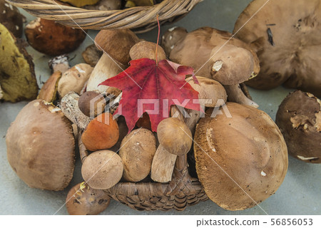 Ceps harvested in the forest 56856053