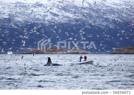 Whale safari on rib boat in the arctic environment Whale safari on rib boat in the arctic environment 56856071