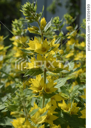 Yellow Loosestrife (Lysimachia Punctata), the 56856499