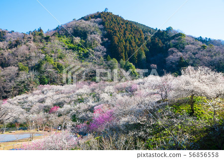 Takao Umego Ume Festival Kinoshizawa Umebayashi和Mt. Kumagusu（東京八王子市）2019年3月 56856558
