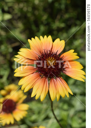 A colorful bright orange and red Gallardia flowers A colorful bright orange and red Gallardia flowers 56856578