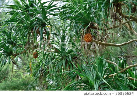 Adan's landscape 56856624