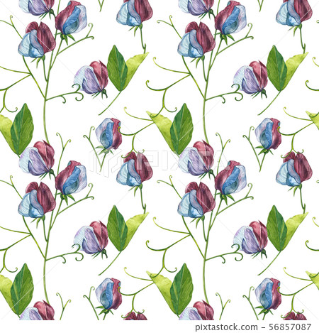 Seamless patterns. Watercolor set of Sweet Peas flowers and leaves, hand drawn floral illustration Seamless patterns. Watercolor set of Sweet Peas flowers and leaves, hand drawn floral illustration 56857087