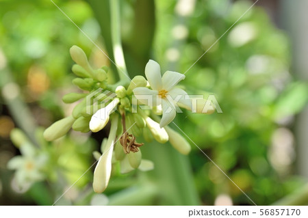 Papaya male flower 56857170