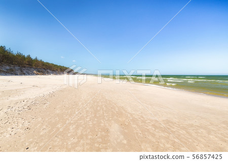 coast with the pine trees 56857425