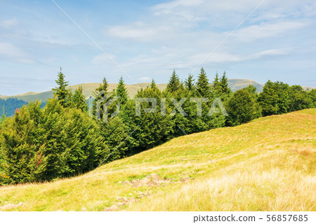 mixed forest on a grassy hill 56857685