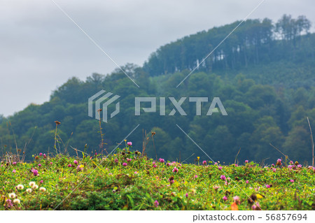 grassy meadow with clover flowers 56857694