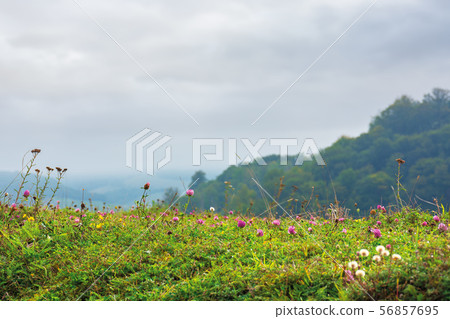 grassy meadow with clover flowers grassy meadow with clover flowers 56857695