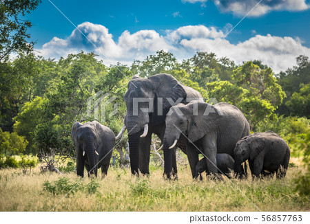 Elephants family in Kruger National Park 56857763