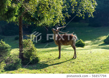 Deer on meadow in summer time 56857794
