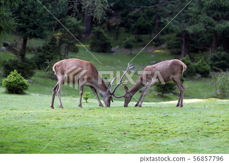 Deer on meadow in summer time Deer on meadow in summer time 56857796
