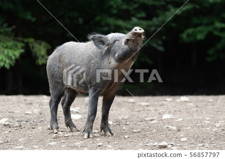 Wild boar on the forest Wild boar on the forest 56857797