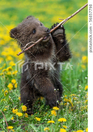 Brown bear cub playing on the summer field. Brown bear cub playing on the summer field. 56857798