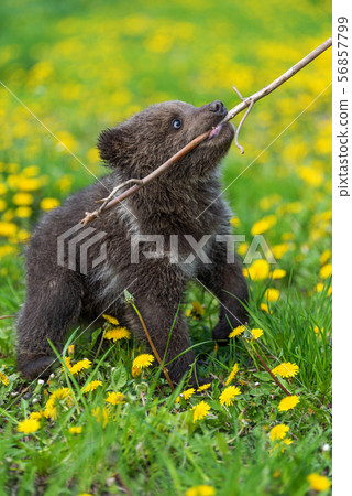 Brown bear cub playing on the summer field. 56857799