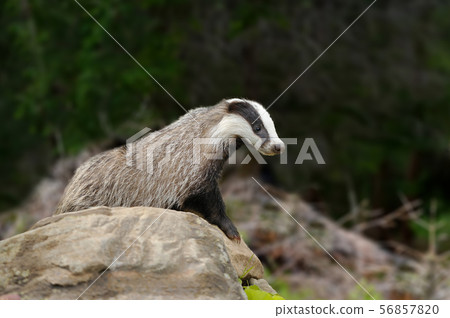 Badger near its burrow Badger near its burrow 56857820