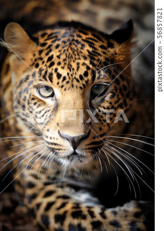 Close up young leopard portrait Close up young leopard portrait 56857821